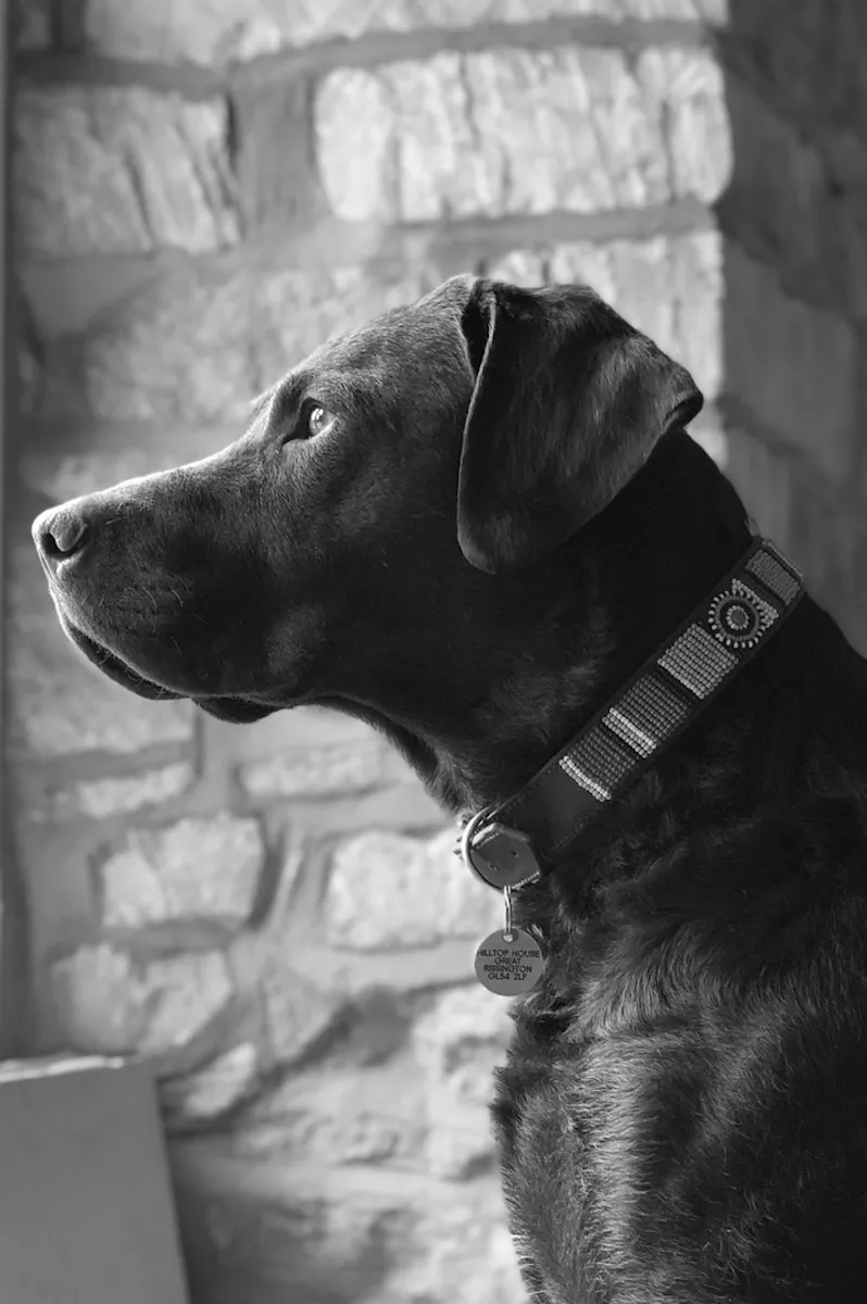 Enzo, Studio Bellord’s Chief Distraction Officer